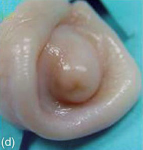 Sheep Artificial Insemination